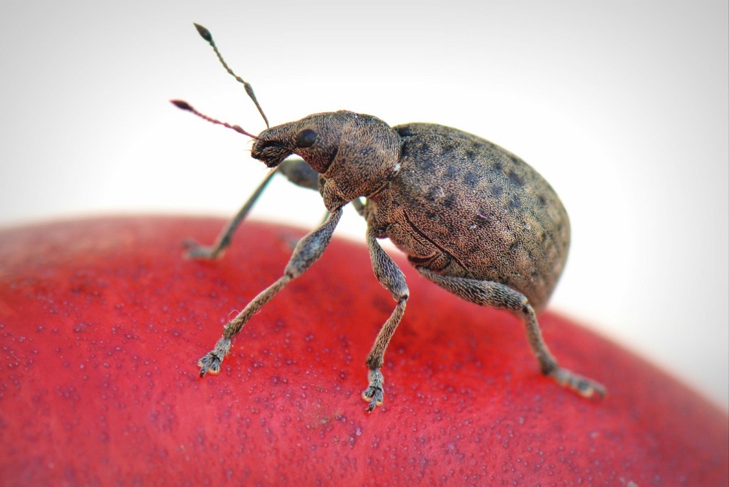 bug-369229_1920